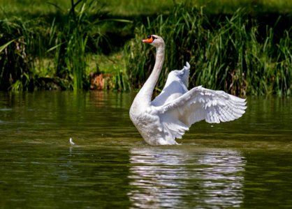 Bird Water Bird Swan Fauna