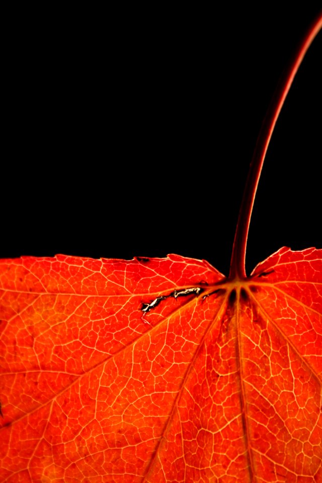 Leaf Orange Close Up Macro Photography