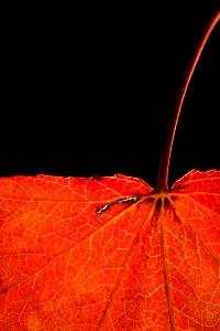 Leaf Orange Close Up Macro Photography
