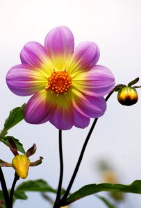 Flower Purple Flowering Plant Plant