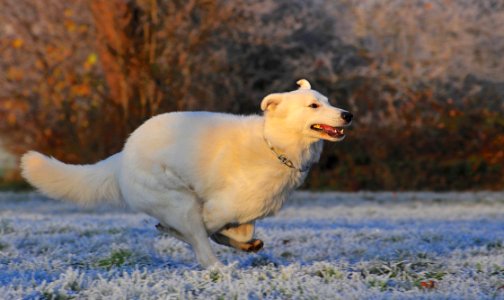 Dog Dog Like Mammal Dog Breed Mammal photo