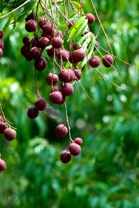 String Of Red Fruit