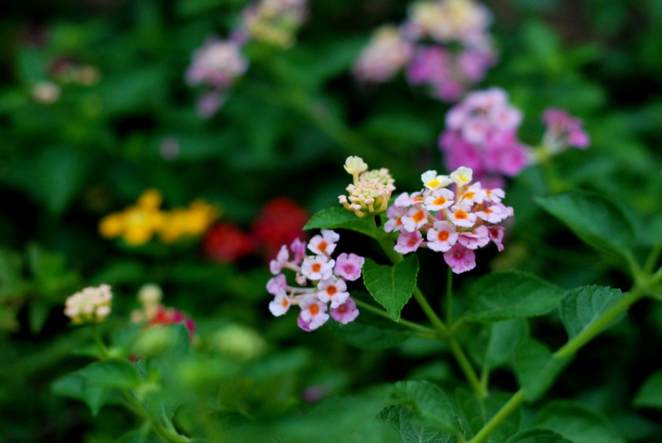 Group Of Purple Flower