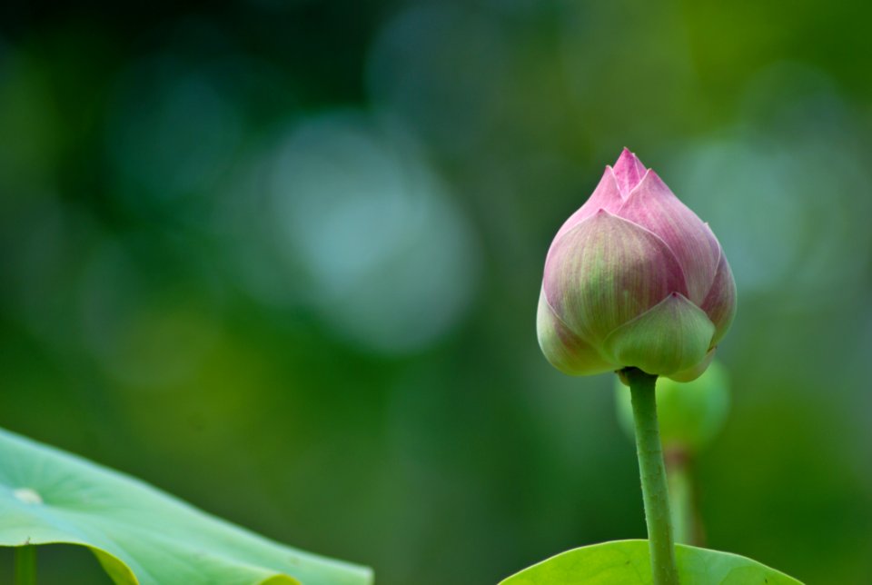 Green Pink Lotus