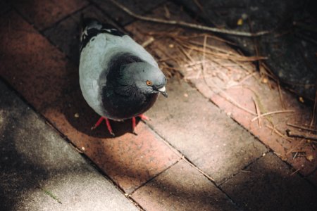 Black White Pigeon On Brown Floortile During Daytime