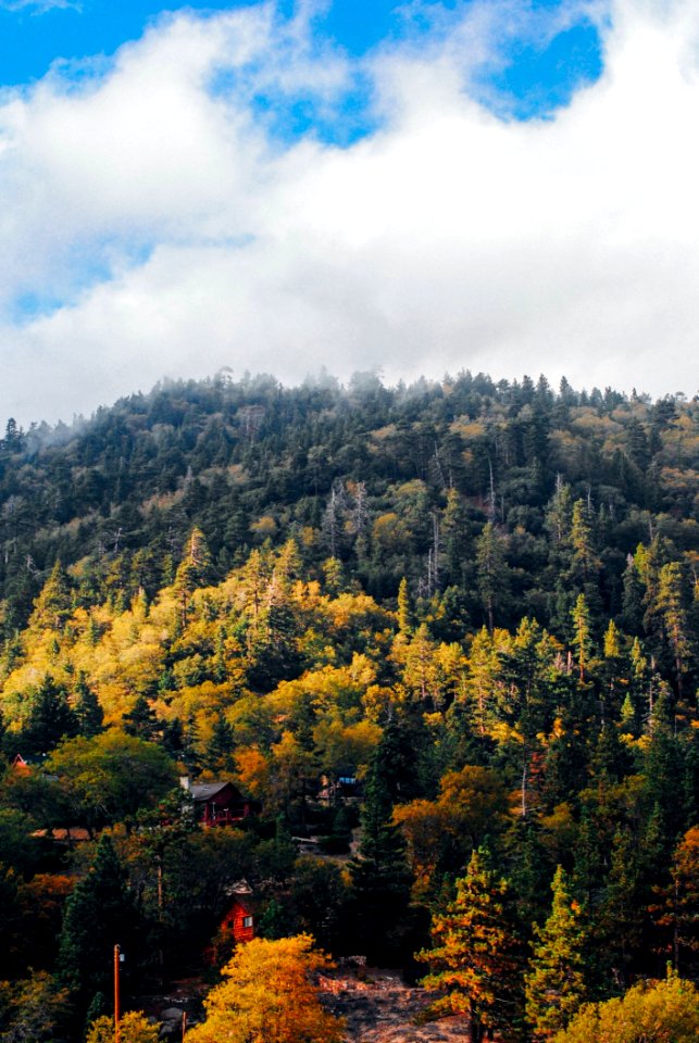 Hill With Green Pine Trees