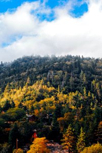Hill With Green Pine Trees
