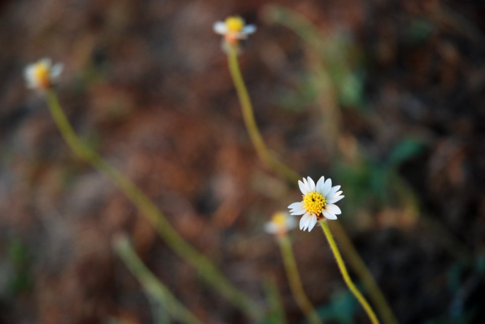 Little Flower In The Morning