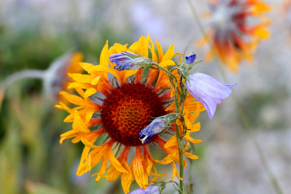 Flowering Together