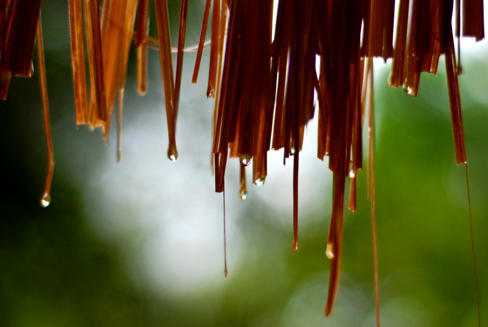 Droplet On The Grass Roof