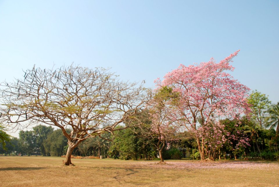 Branch And Many Flower