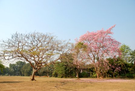 Branch And Many Flower
