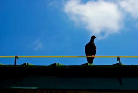 Waiting Of One Bird