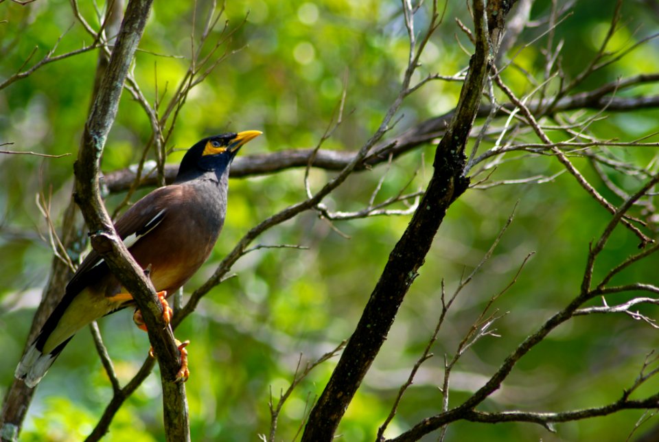Bird On The Branch