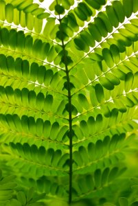 Green Leaf Have Many Branch