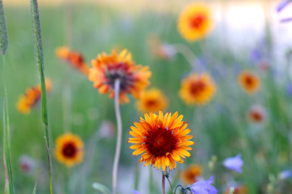 Blanket Flower Bonanaza