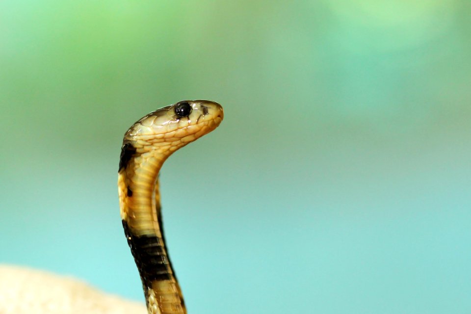 Close Up Photography Of Snake
