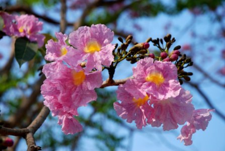 Sakura Thailand Flower photo