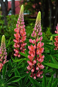 Pointed flower close up beautiful