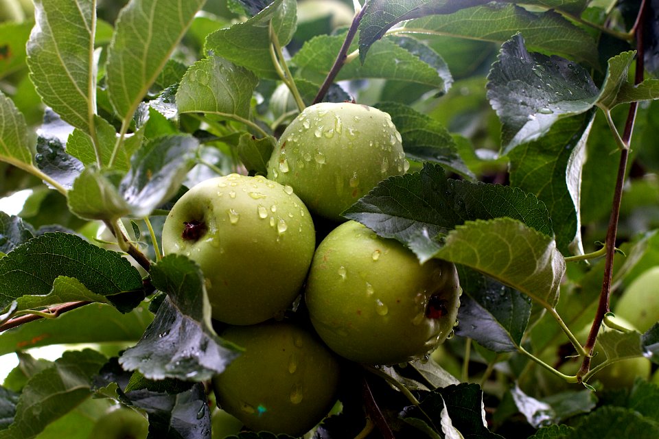 Rain Washed Apples