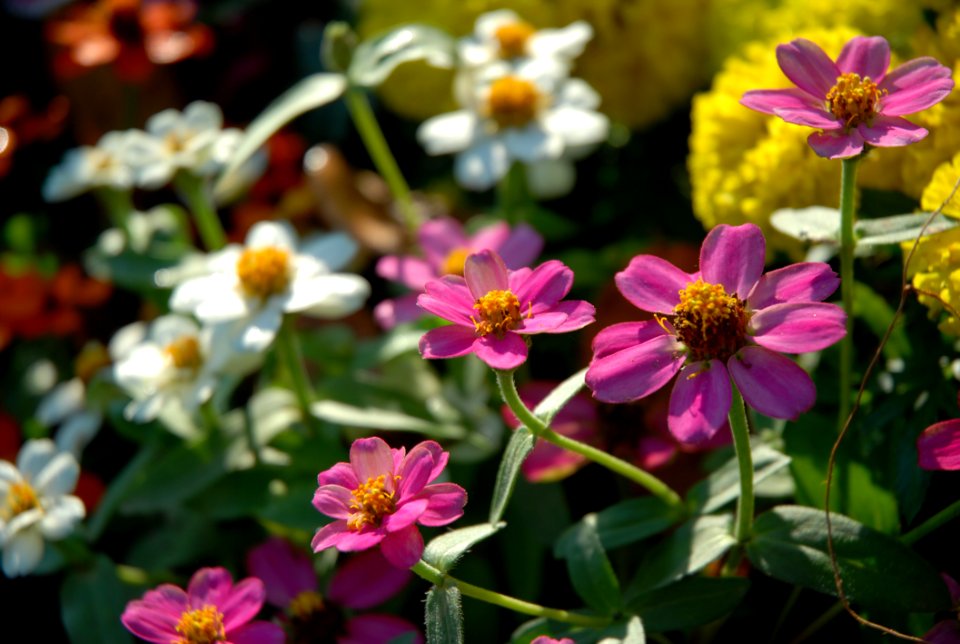 Pink Flower In Graden