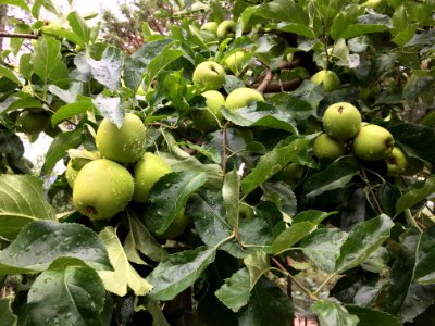 Its A Good Apple Year