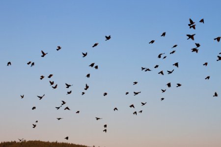 Hitchcock Scene photo