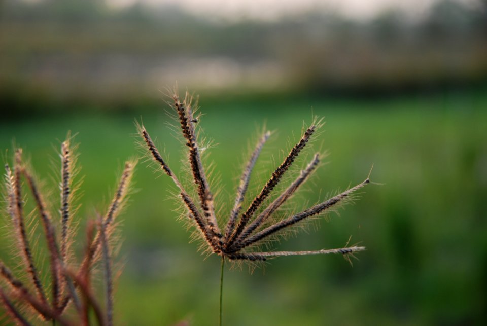Grass Stand Up To Welcome Day