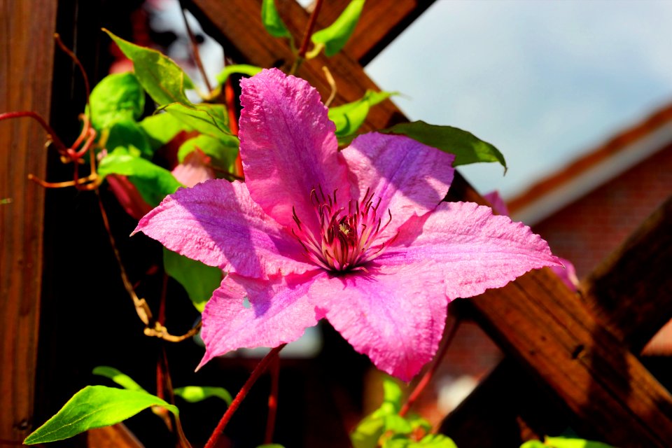 Pink Flower