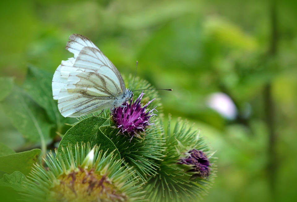 Meadow summer green