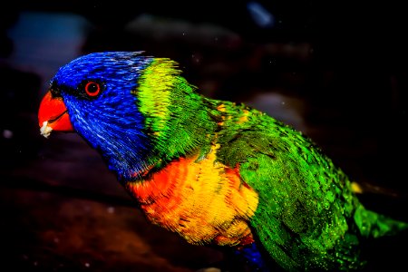 Macaw Bird Standing On Brown Wooden Table During Night Time