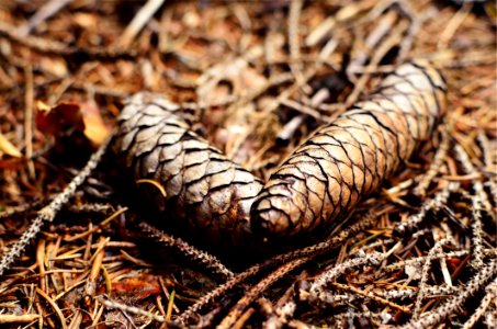 Close Up Photography Of Pinecone photo