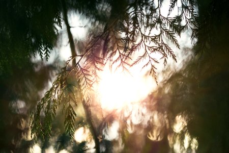 Green Pine Tree Leaf Under Sunset photo