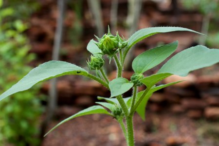 Another Rogue Sunflower