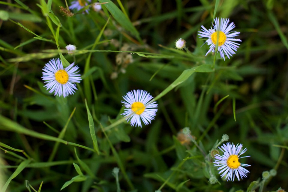 Flowers In The Grass
