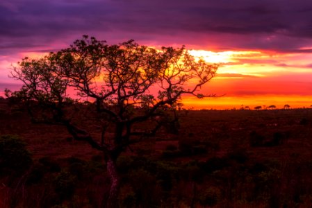 Green Leaf Tree At The Center Of Green And Brown Field During Sunset