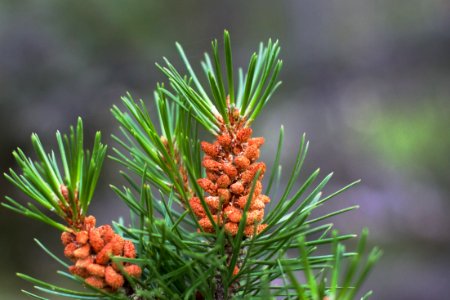 Baby Cones photo