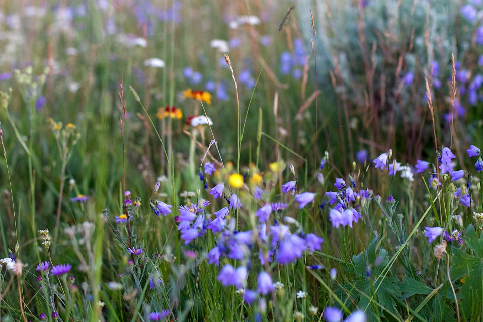Fields Of Wild Flowers