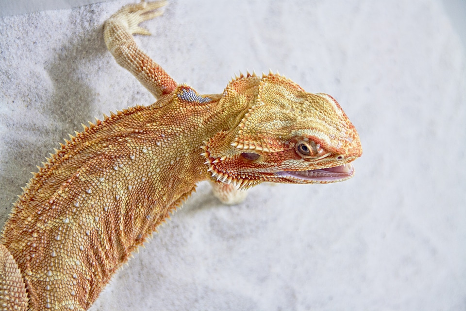 Reptile insect eater animal