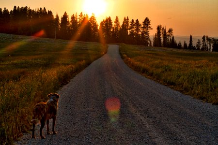 Sun Seeker
