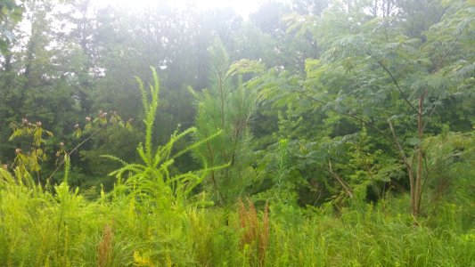 The Long Stretch After A Rain