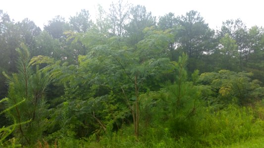The Long Stretch After A Rain