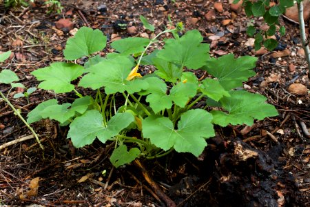 My Most Successful Vegetable