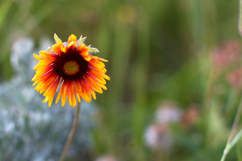 Sad Times For Blanket Flower