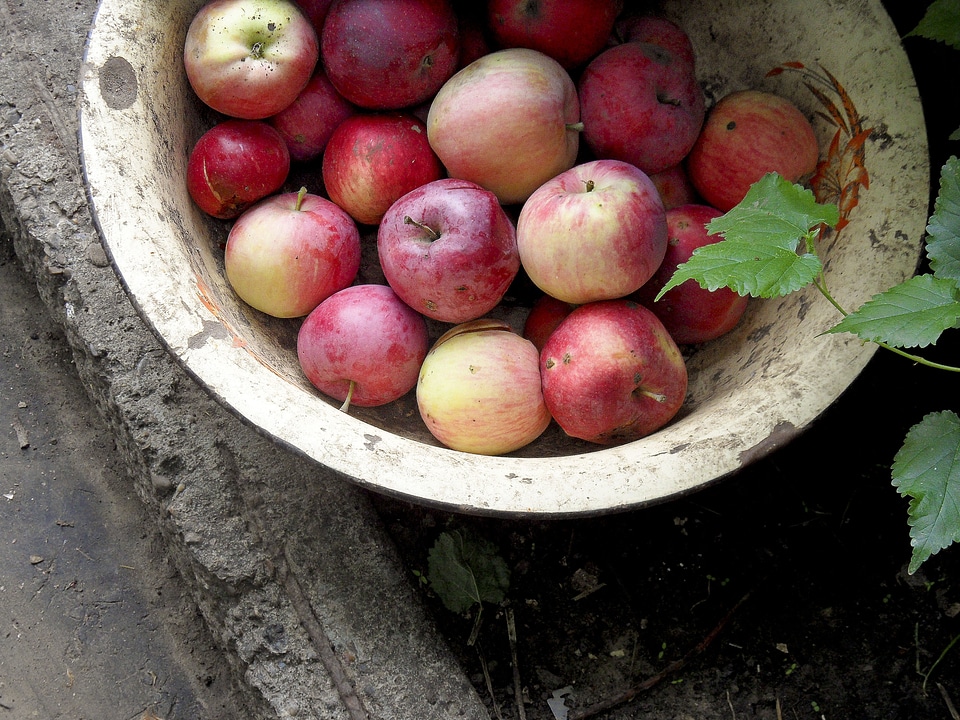 Plants red sano