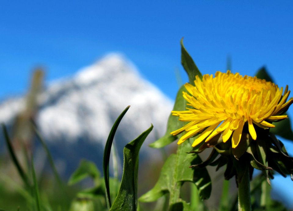 Flower Yellow Sky Plant