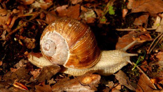 Snail Snails And Slugs Molluscs Terrestrial Animal