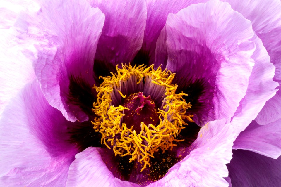 Flower Purple Violet Petal