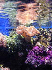 Sea ocean underwater photo