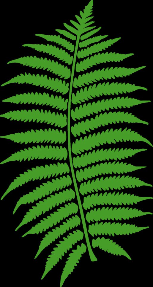 Plant Green Leaf Fern